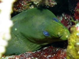 004 Green Moray IMG 5926